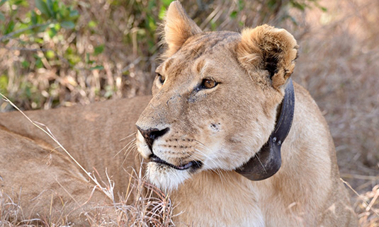 Kenyan Lion Adventure